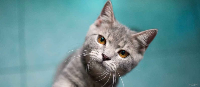 MEOW：喵，在微信小程序里，养好一只猫 - 小众软件