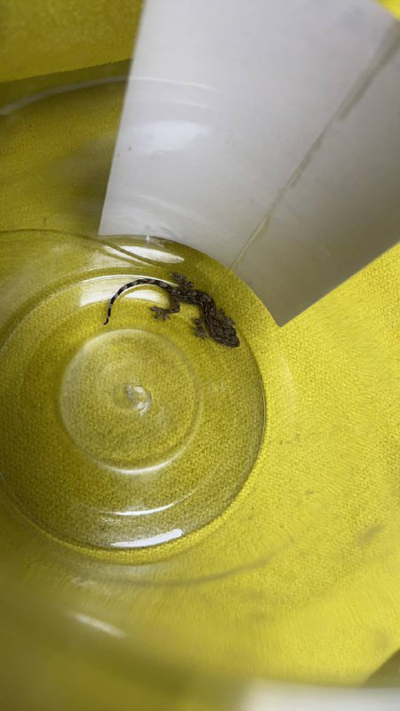 家里来了一只小家伙 🦎